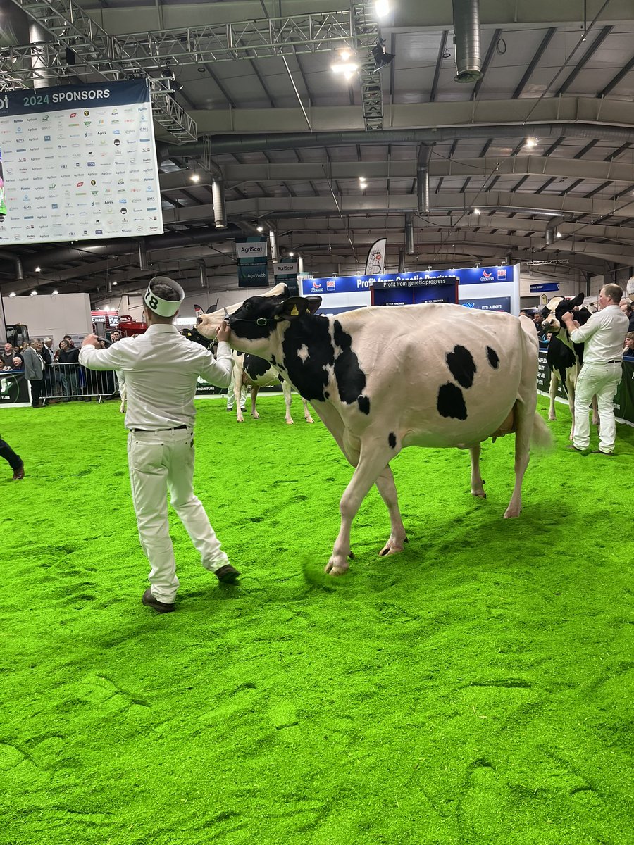 Head over to the main ring for the Dairy Classes Prize Presentations and the announcement of the SuperCow… 

#AgriScot24"