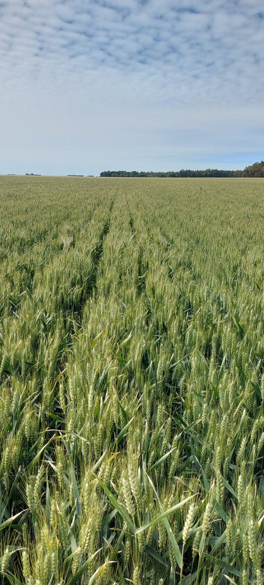 Matias Fik tweet media