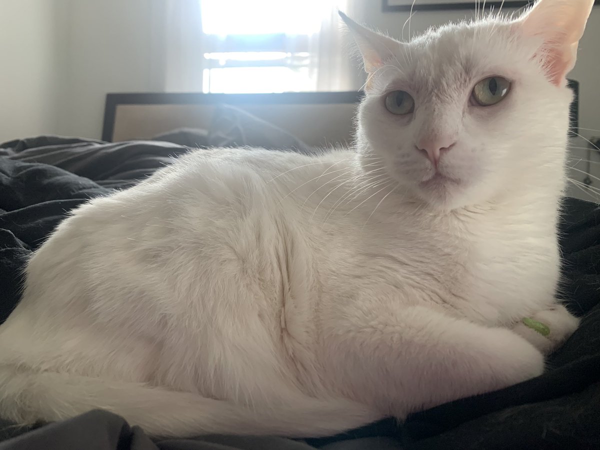 Osu16Bit's tweet image. 💕🥰🐈