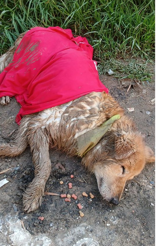 PlataformaALTO's tweet image. Ayuda @ipybac 🆘.  Perrito atropellado en Soacha hace unos minutos, el responsable siguió adelante y lo dejó botado a su suerte. El perrito no se puede mover y no recibe comida ni agua.

Porfavor ayudar a difundir para encontrar a su familia, parece un perrito perdido. 

Barrio…