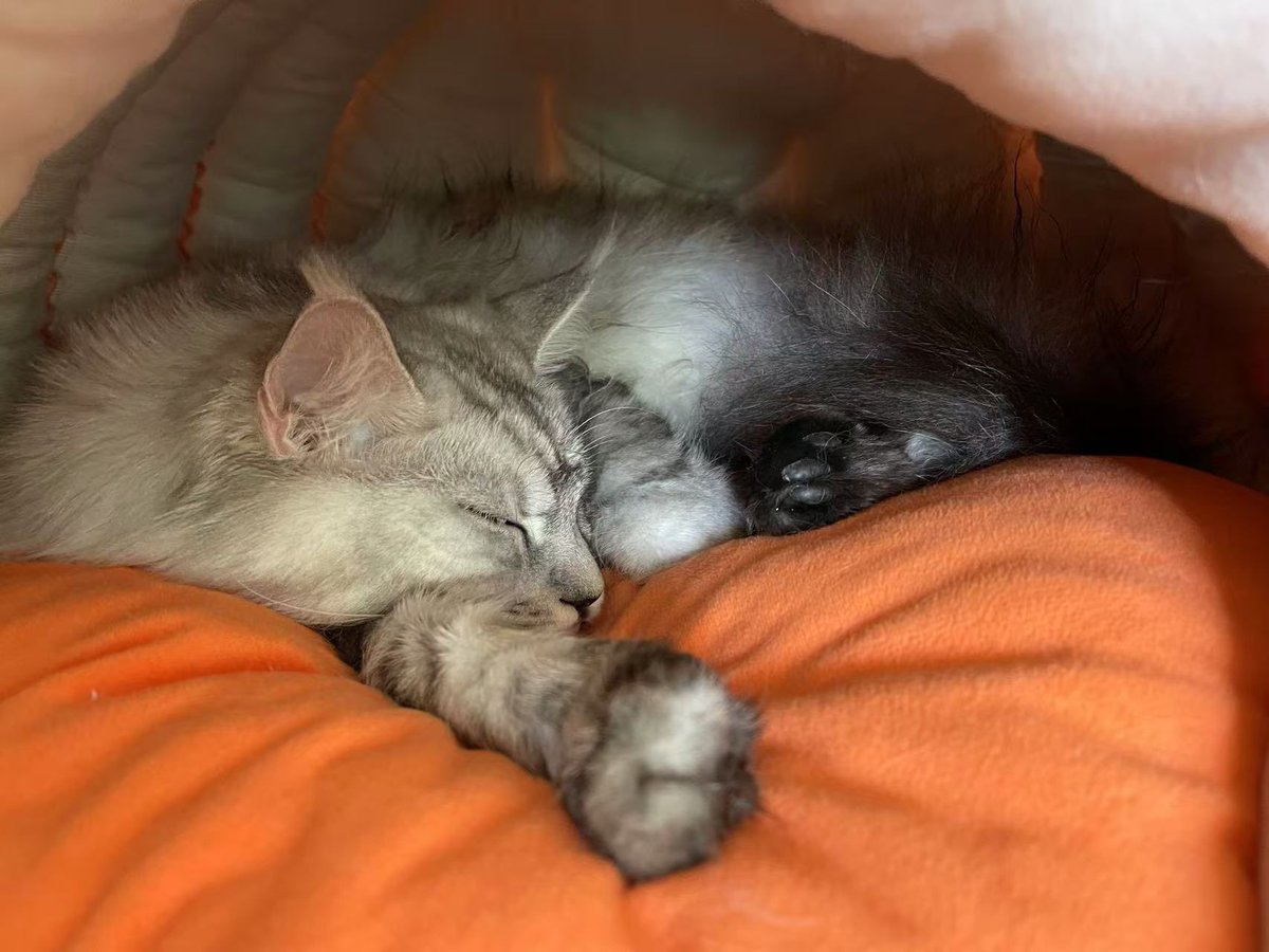 SDBind's tweet image. #晚安