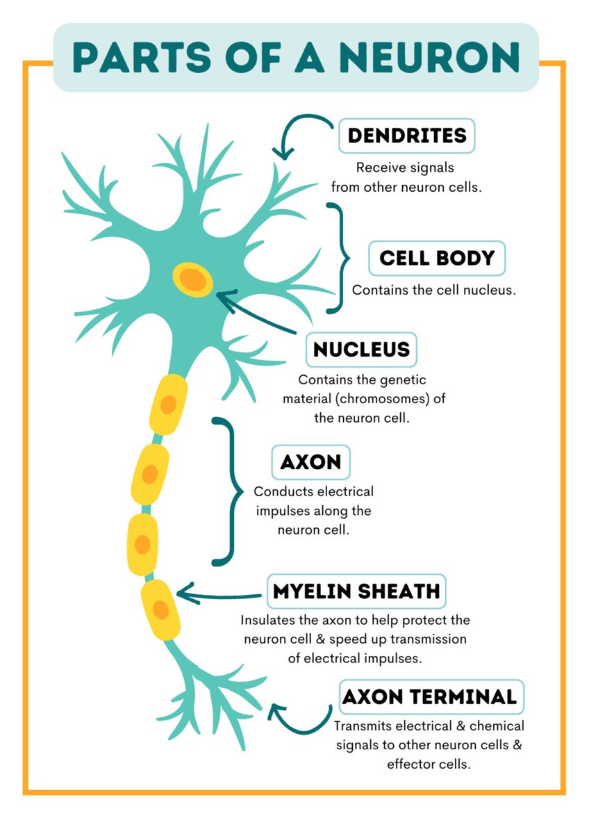 Vidushilearning's tweet photo. Building our own neurons so we can identify its parts. 5th grade loves learning about the parts of our brain! @CogburnWoodsES @FCSADVSTUDIES @s_masten #fcstag https://t.co/6LbjyMrarr