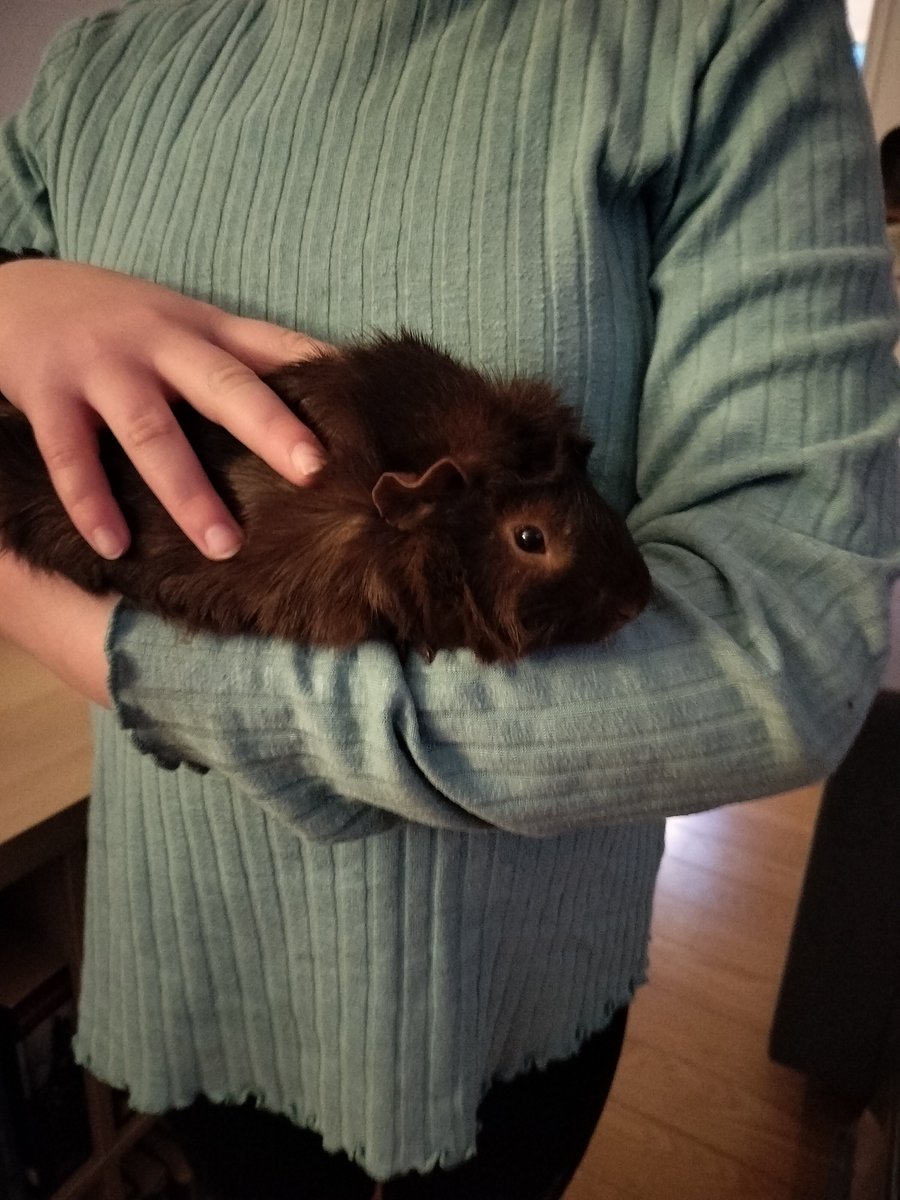 Er der nogen, der vil have to marsvin + bur og udstyr? 

Muffin og Manfred vil gerne have et nyt hjem – gerne ved nogle børn, der vil elske at kæle for dem og passe dem. 

De er i Aalborg. 

Del gerne💚