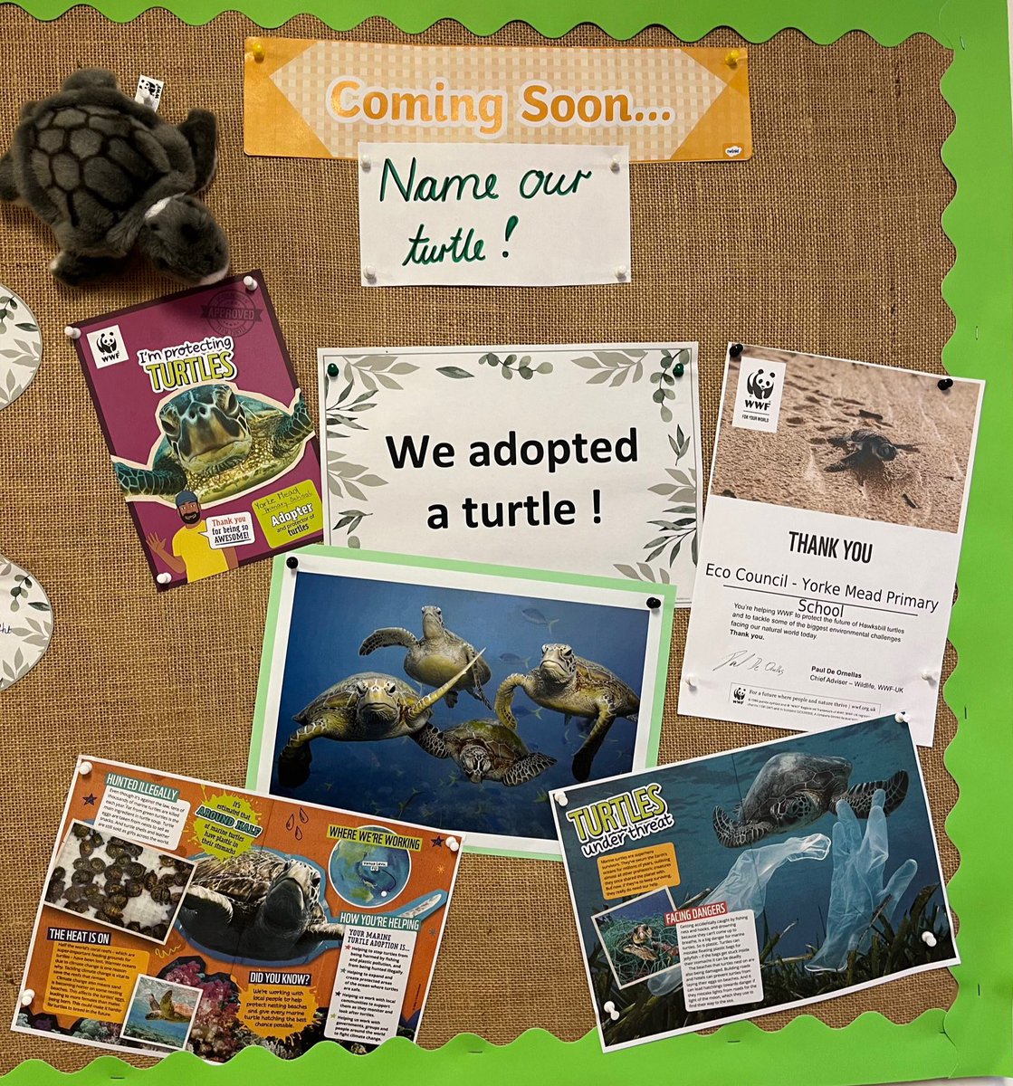 Eco Councillors in year 4 Maple told children about upcoming competition of naming a turtle. If you want to take part, details will be coming to your classroom shortly as well. #nametheturtle #adoptaturtle #adoptanamimal #supportanimals #charity