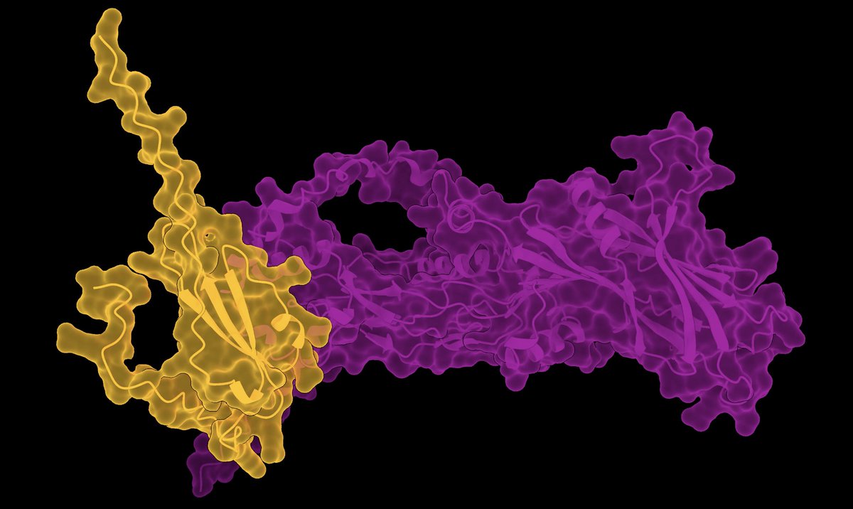 SvenssonLab (@svenssonlab) on Twitter photo Our new paper in Cell Systems demonstrates how AlphaFold can predict the binding between ligands and cell surface receptors. Congrats <a href="/nbds_bio/">Niels Banhos Danneskiold-Samsøe</a> and co-authors from K.C. Garcia lab
See paper here: cell.com/cell-systems/a…
<a href="/StanfordPath/">Stanford Pathology</a> <a href="/StanfordDRC/">Stanford Diabetes Research</a> Our new paper in Cell Systems demonstrates how AlphaFold can predict the binding between ligands and cell surface receptors. Congrats <a href="/nbds_bio/">Niels Banhos Danneskiold-Samsøe</a> and co-authors from K.C. Garcia lab
See paper here: cell.com/cell-systems/a…
<a href="/StanfordPath/">Stanford Pathology</a> <a href="/StanfordDRC/">Stanford Diabetes Research</a>