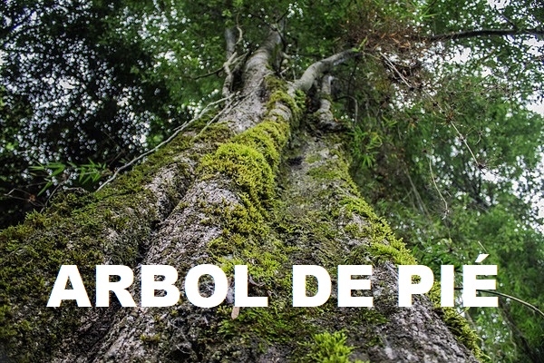 LA NECESIDAD DE ABORDAR LAS VERDADERAS PRIORIDADES DE LA CIUDAD
barilochedigital.com/la-necesidad-d…