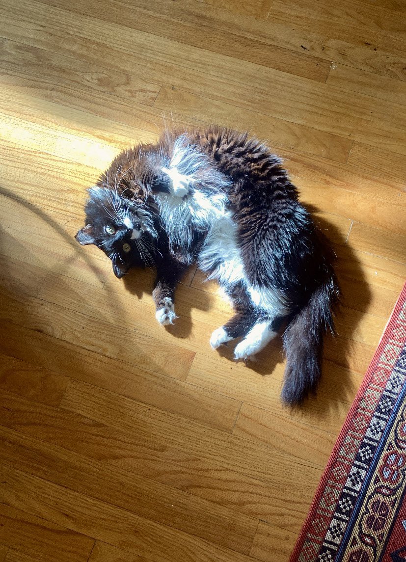 Leaves falling in the backyard, emotional support ray of natural light just dropped