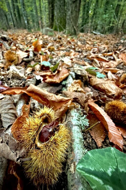 carlettoromeo's tweet photo. https://t.co/yweqtUF3Vf
Calabria per la Calabria, i Calabresi e tutti coloro che da Turisti ne apprezzano il valore
#asprotrek #calabria #escursionismo #hiking #nature #trends #blog #blognature #follow #carlettoromeo https://t.co/zLaHiOnVBq