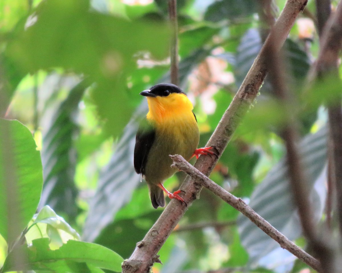 The November issue of Hormones and Behavior features Randy Nelson's review of Barney Schlinger's book "Wingsnappers". <a href="/HormBehav/">Hormones and Behavior Journal</a> <a href="/SBNTweets/">SBN Tweets</a> 
Pic of a male manakin on the cover.