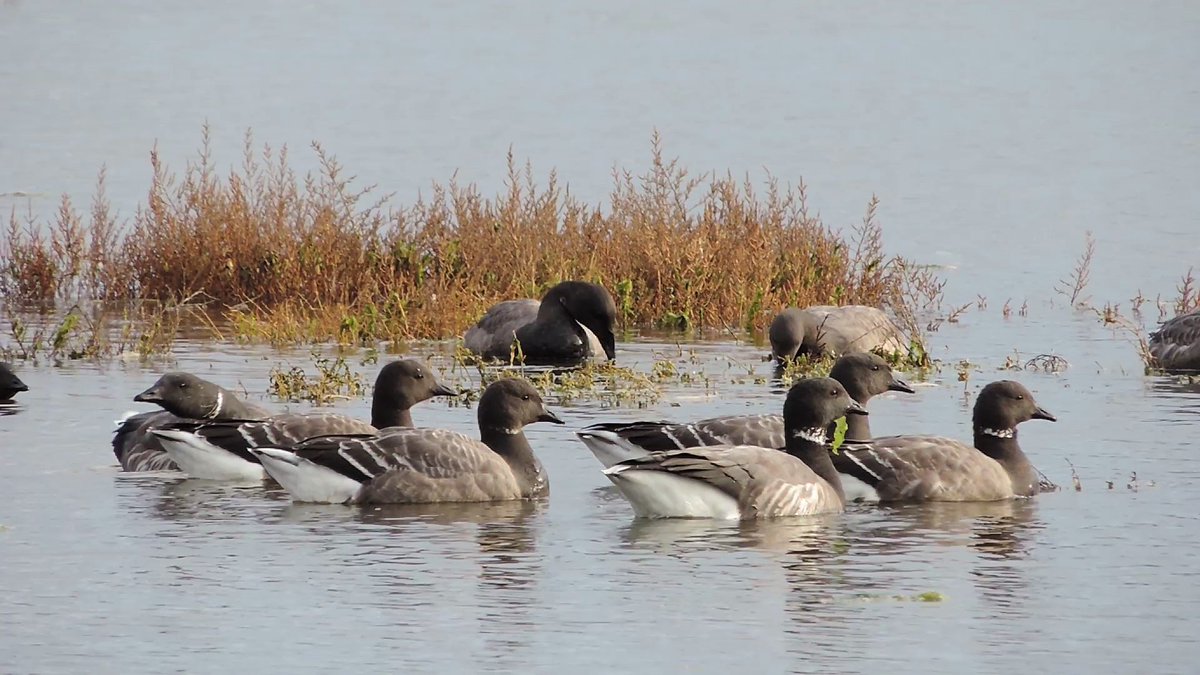 #Birdwatching #birding
Samedi 16 novembre, on vous attend avec notre longue-vue pour vous faire découvrir la Bernache cravant, une petite oie migratrice hivernant sur le bassin d'Arcachon !

🔭 Plage de la Hume, de 14h30 à 16h30
ℹ️ bit.ly/RDVBernaches