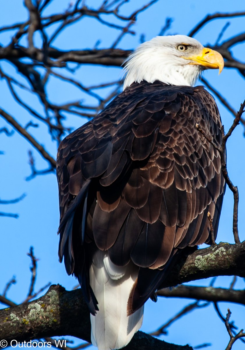 outdoorswi1's tweet image. An eagle landed in the tree across the road. I was able to get up real close to it.