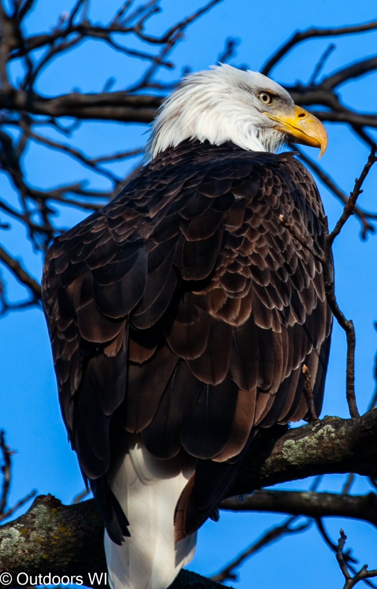 outdoorswi1's tweet image. An eagle landed in the tree across the road. I was able to get up real close to it.
