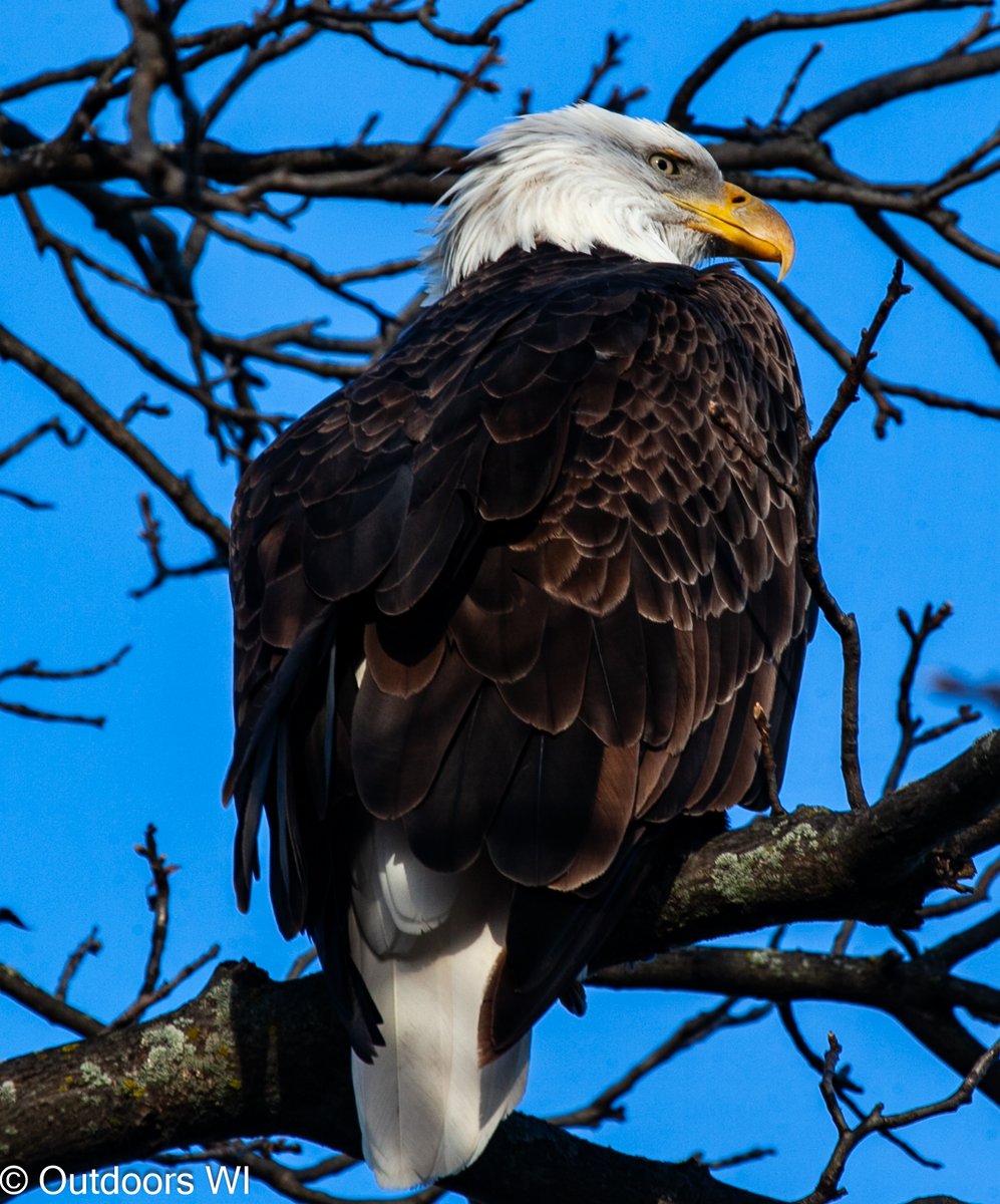 outdoorswi1's tweet image. An eagle landed in the tree across the road. I was able to get up real close to it.