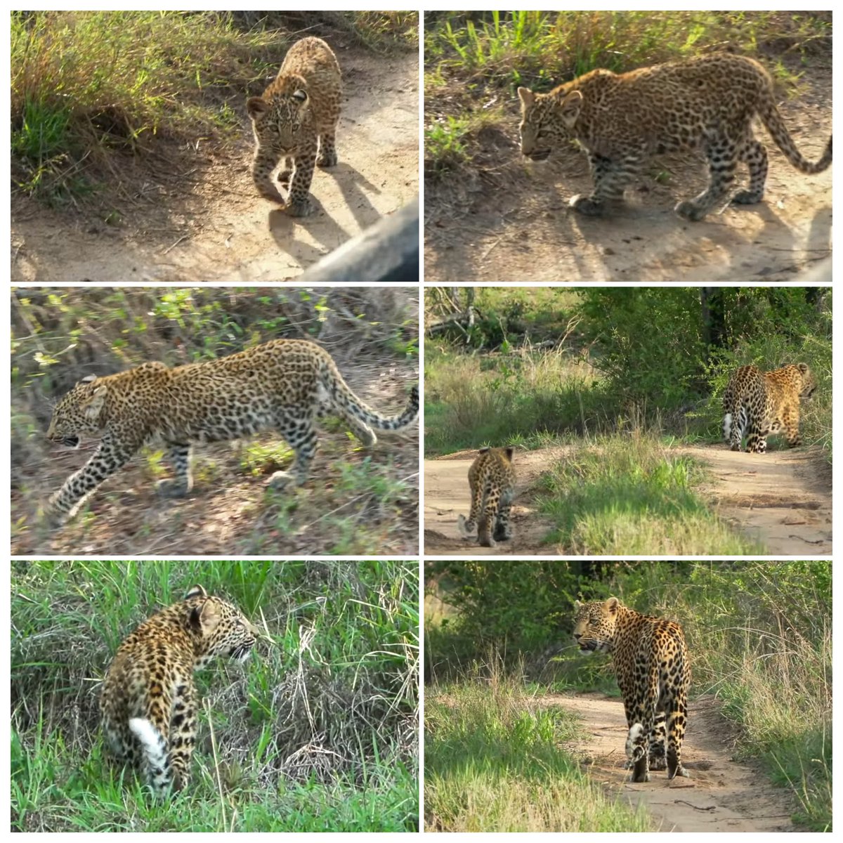 JoyR_1980's tweet image. Sunset safari 13 November 2024. Beautiful afternoon. @tay_mccurdy is a fun teacher. 😄 #WildEarth #Tlalamba #Tshipondo