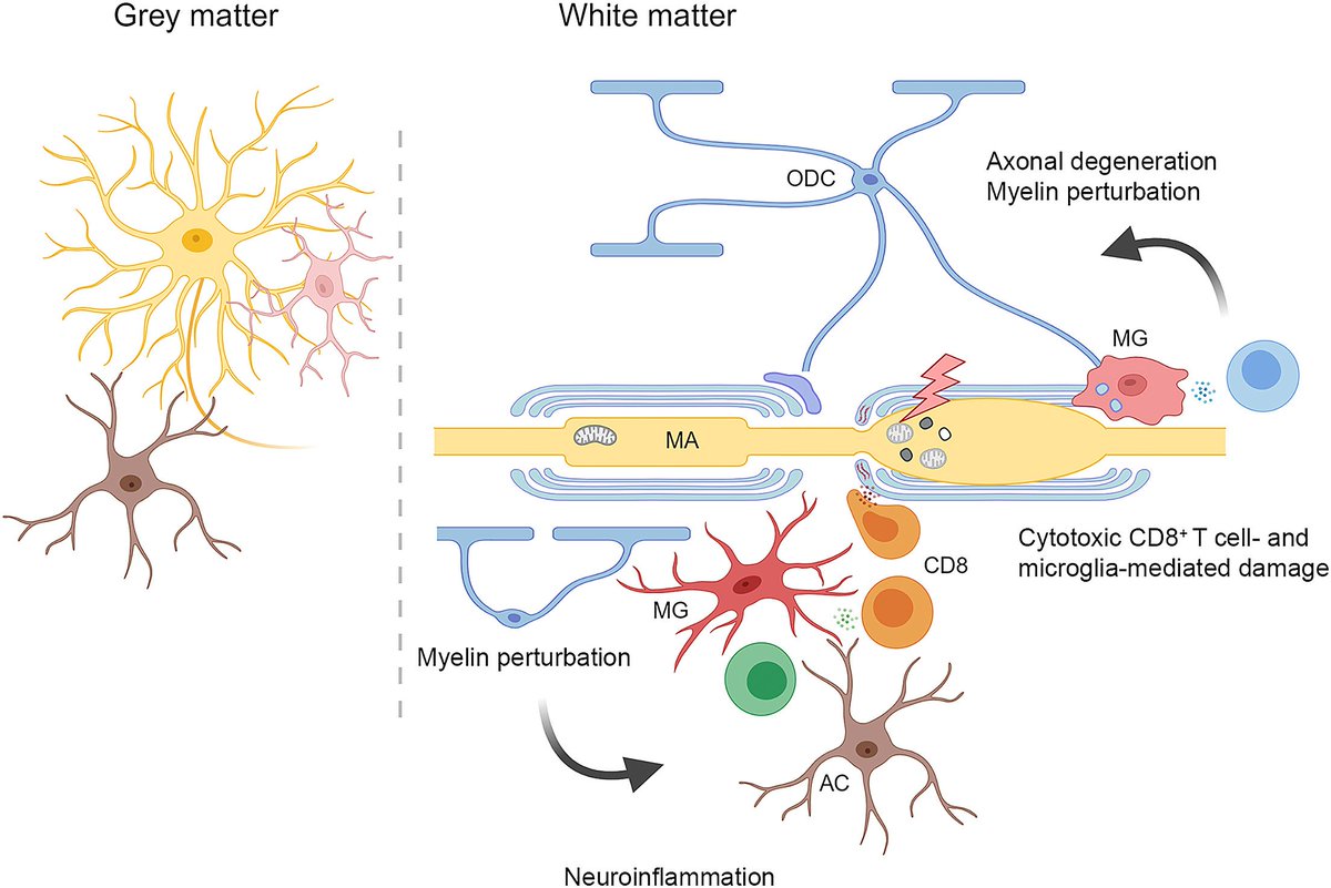 White matter aging and its impact on brain function. <a href="/NeuroCellPress/">Neuron</a>  cell.com/neuron/fulltex…