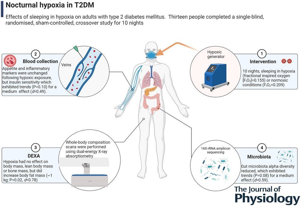 Journal of Physiology (@jphysiol) on Twitter photo A study by Anthony I. Shepherd (<a href="/ExtEnvLab_UoP/">Extreme Environments Lab UoP</a> <a href="/PHU_NHS/">Portsmouth Hospitals University NHST</a>) et al. examines the impact of nocturnal #hypoxia on glycaemic control, appetite, gut #microbiota and inflammation in adults with type 2 diabetes mellitus 🔍🔬
📜 Read the #research here: buff.ly/4hNLoA3 A study by Anthony I. Shepherd (<a href="/ExtEnvLab_UoP/">Extreme Environments Lab UoP</a> <a href="/PHU_NHS/">Portsmouth Hospitals University NHST</a>) et al. examines the impact of nocturnal #hypoxia on glycaemic control, appetite, gut #microbiota and inflammation in adults with type 2 diabetes mellitus 🔍🔬
📜 Read the #research here: buff.ly/4hNLoA3