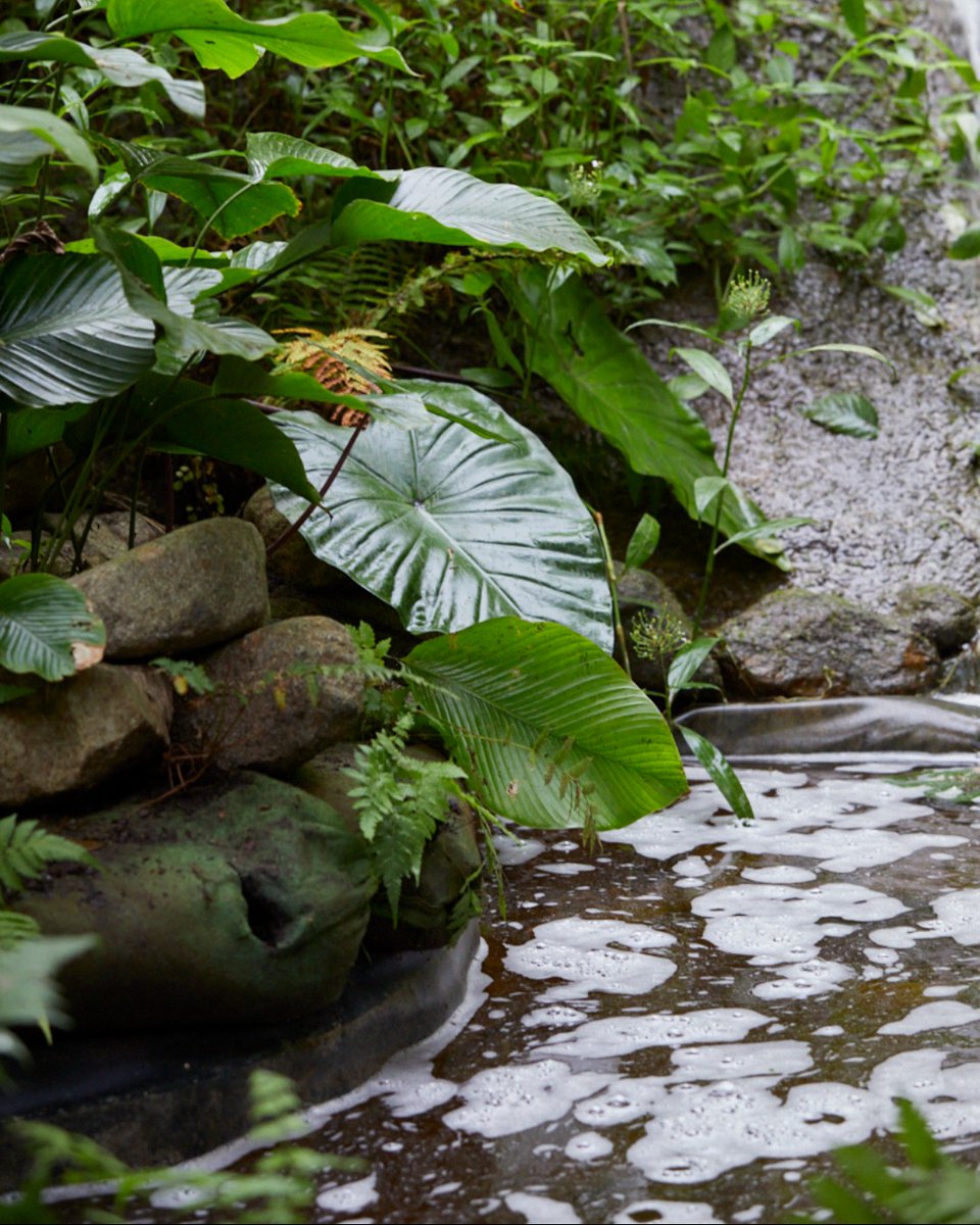 Project Giving Back (@projgivingback) on Twitter photo More stunning garden images by our fantastic photographer <a href="/BrittWillDyer/">Britt WilloughbyDyer</a>, this time of the Fauna & Flora Garden, designed by <a href="/StudioJilayne/">Jilayne Rickards</a>, which has been relocated to the world-famous biomes at the Eden Project in Cornwall to be enjoyed by its one million visitors a year. 💚 More stunning garden images by our fantastic photographer <a href="/BrittWillDyer/">Britt WilloughbyDyer</a>, this time of the Fauna & Flora Garden, designed by <a href="/StudioJilayne/">Jilayne Rickards</a>, which has been relocated to the world-famous biomes at the Eden Project in Cornwall to be enjoyed by its one million visitors a year. 💚