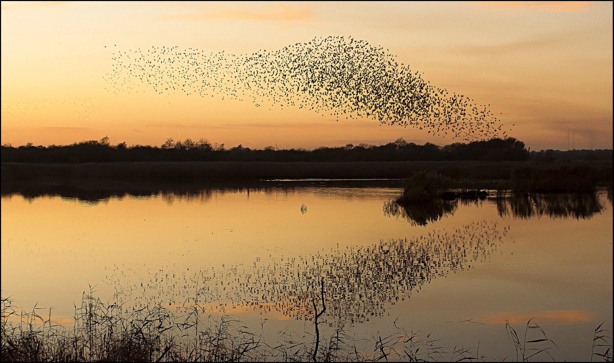 LeicsWildlife's tweet photo. Get yourselves down to Cossington meadows at dusk, there's been some stunning starling mumurations spotted here over the last couple of days...

Visit Cossington Meadows 👉 https://t.co/Lqsgpa8WFj

Photo Credit Jamie Hall https://t.co/Nq1SIzMkI4