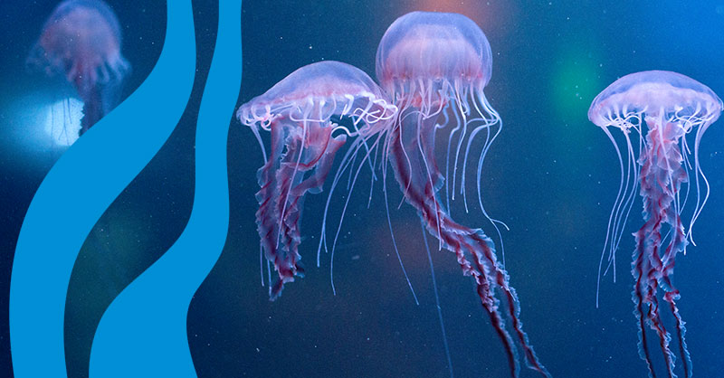 Scientists believe jellyfish first swam in our oceans around 500 million years ago😮 

#classroomdiscussion How do they detect changes in water temperature without a brain? 🪼

A: They have a feature called a nerve net that helps them sense certain changes to their environment