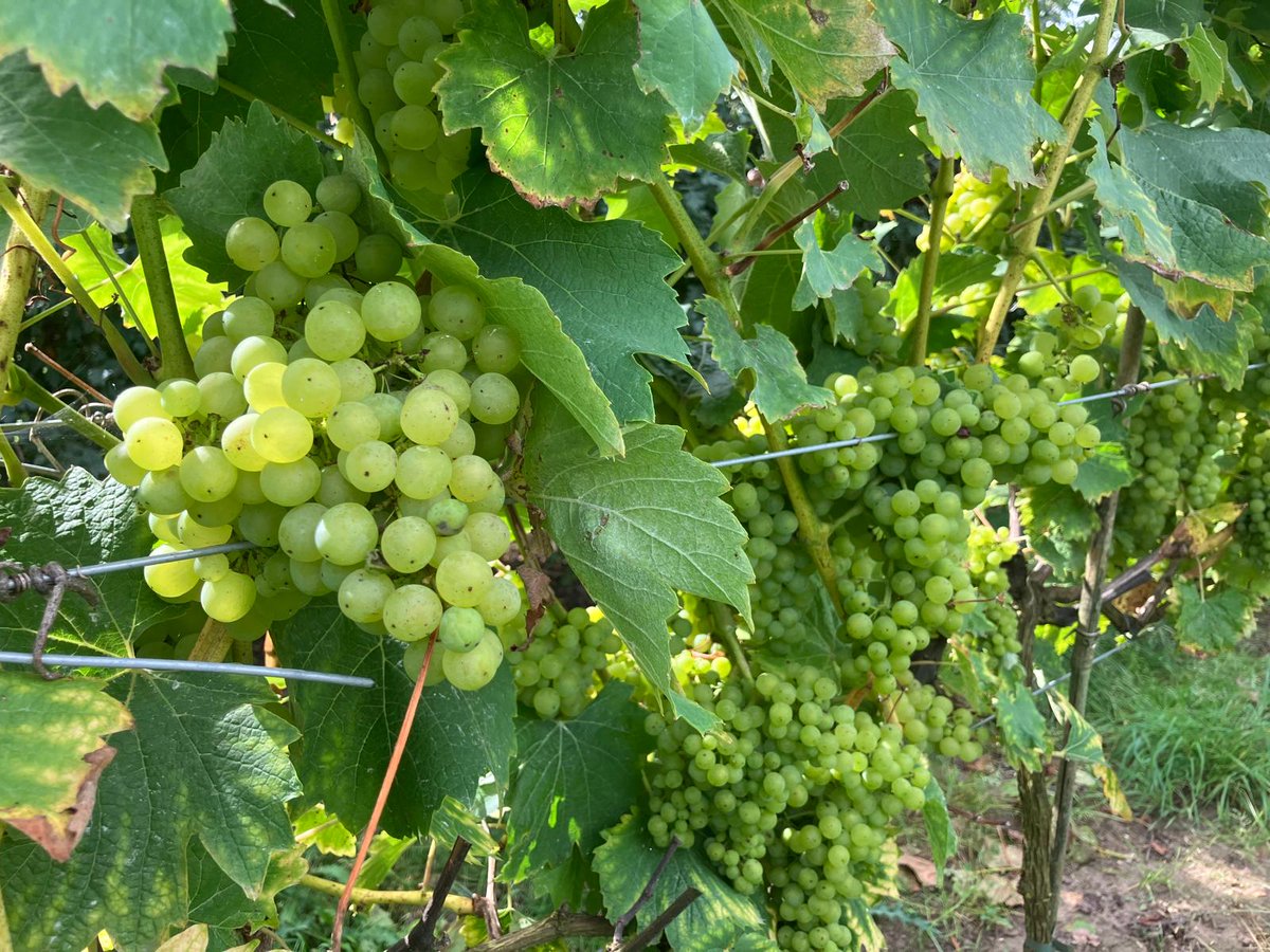 🍇 From seed to glass 🍷

Hutchinsons are proud to sponsor The Vineyard &amp; Winery Show which takes place a week today! 

Our horticultural agronomists will be on stand M69 to share their expertise in growing successful crops!

Get your free tickets now:
loom.ly/mmcI2C0