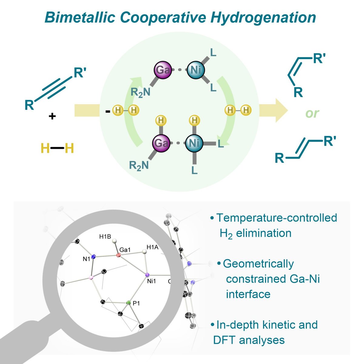 Big news from the group!

<a href="/lapluhp/">Till</a>'s work on cooperative hydrogenation catalysis at the Ga-Ni interface is just out in <a href="/Chem_CP/">Chem</a> 🥳

A huge effort from Till defining this new hydrogenation mechanism, establishing group 13 metallo-ligands in our group 👏

tinyurl.com/mrj3btrt