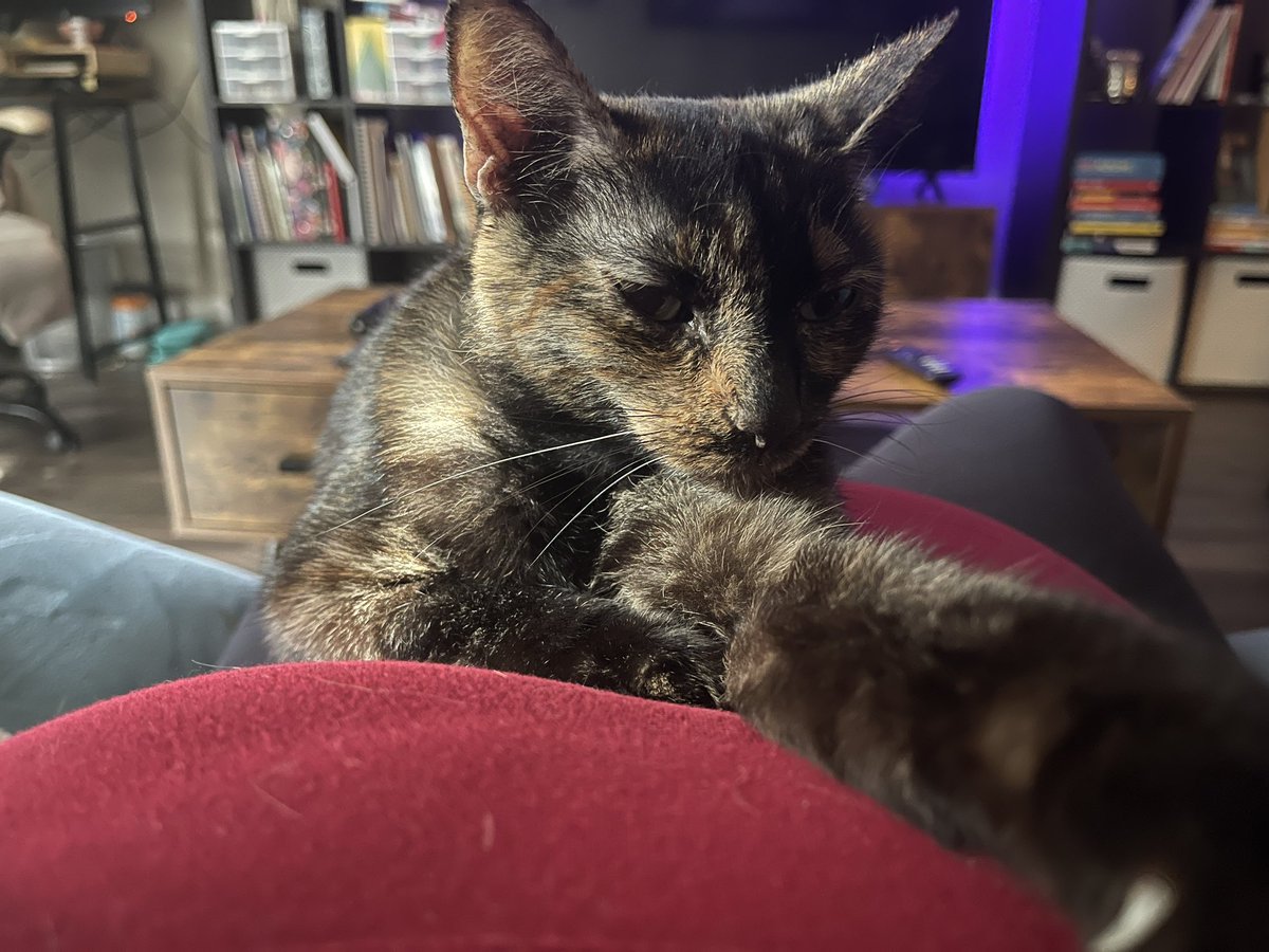 OkayishAF's tweet photo. I know I said I was done here and i desperately want to be. But I have more reach on this app: 

Coco isn’t eating again and I need to make a vet appointment. Last time it was $1200. 

I need your help. Please. 

Venmo/cashapp: lauratherad
PayPal: okayishafgaming https://t.co/bDNLIZbBVL