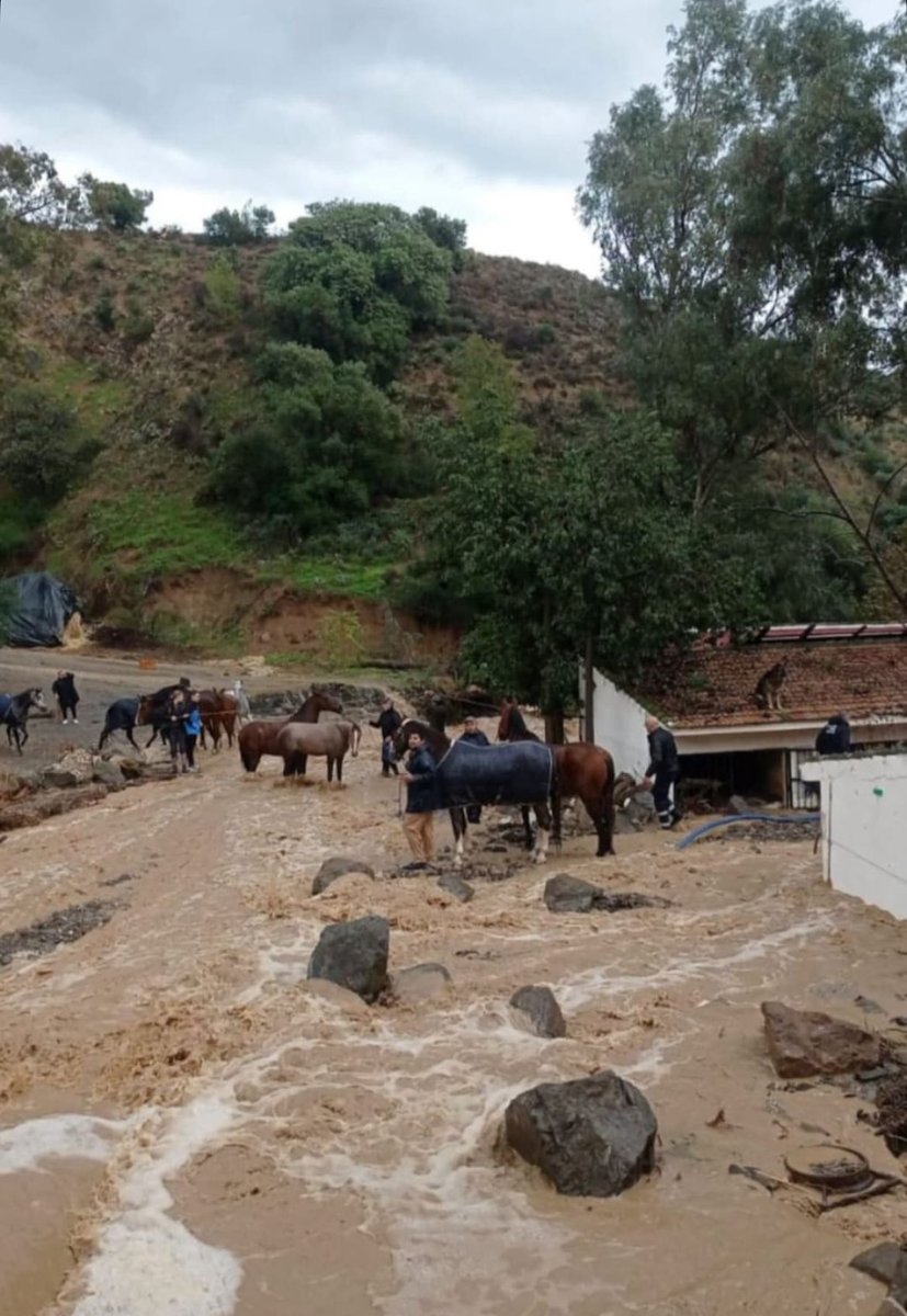 Rescatados los caballos del Club Hipico de Málaga ❤️