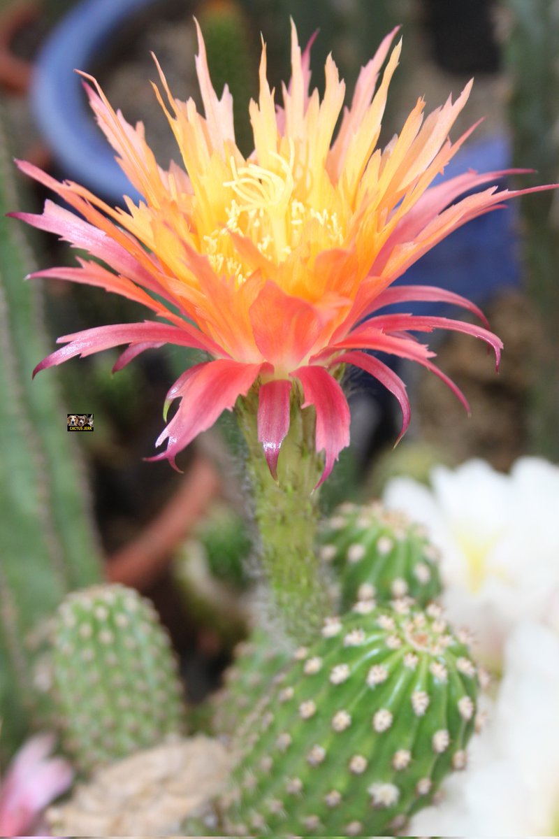 Cactus Jerk (@cactus_jerk) on Twitter photo 