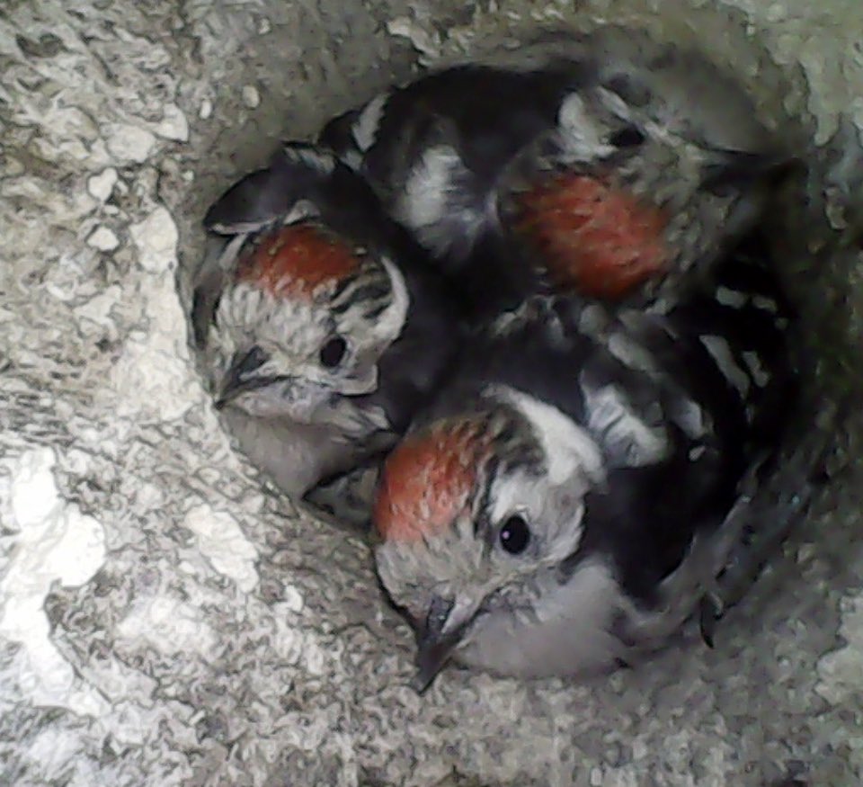 blackdownbirder's tweet image. Somerset ornithological society AGM is this Sat afternoon, from 1.30 pm at Cheddon Fitzpaine hall. I’ll be talking about Lesser Spotted Woodpeckers on the Quantocks, tips to help find them and monitoring this declining species @lesserspotnet @somersetbirds @bto_somerset1