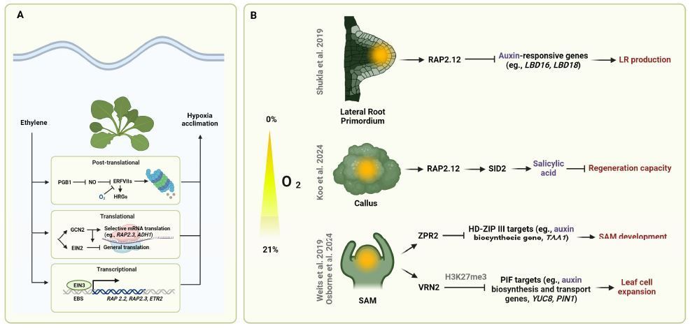 UPDATE:  A mechanistic integration of hypoxia signaling with energy, redox and hormonal cues (Tilo Renziehausen, Rim Chaudhury, Sjon Hartman, Angelika Mustroph, Romy R Schmidt-Schippers) buff.ly/3CqkFt7 <a href="/ASPB/">ASPB</a> #PlantSci
