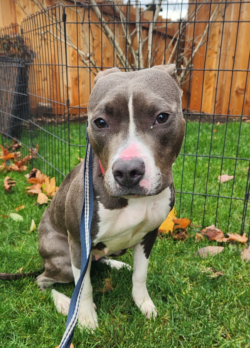 Angel is safe and has been handed over to a foster home. She is currently enjoying food, treats and belly rubs. 

🐾🐾🐾❤️❤️❤️

Update below.....
👇🏾👇🏾👇🏾👇🏾👇🏾