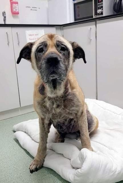 Because I am an old dog no one will say hello to me 🥺👼🏼💔