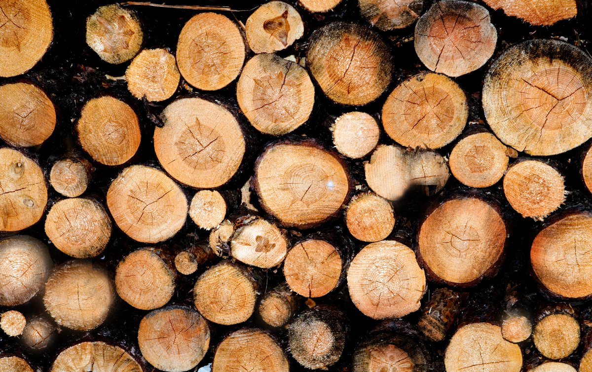 curiositydotcom's tweet image. Can you guess what you're looking at? 👀
Hear all about an ancient log that could help us hit climate targets on #CuriosityDaily: link.chtbl.com/CuriosityDaily
📸: Frank Rothe
#log #logging #climatechange