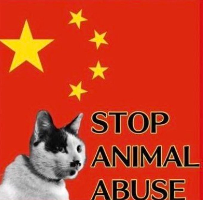 s70706634's tweet image. Dear AMBASSADOR
@ChinaEmBE
@AmbFeiShengchao
#AnimalProtectionLaws
#ChineseOnlineCatTorture shows China in a very bad light. I am sure most people in China are as upset as we are about this. Cats are sentinet beings, torturing🐱is not right. Laws are needed to punish torturers