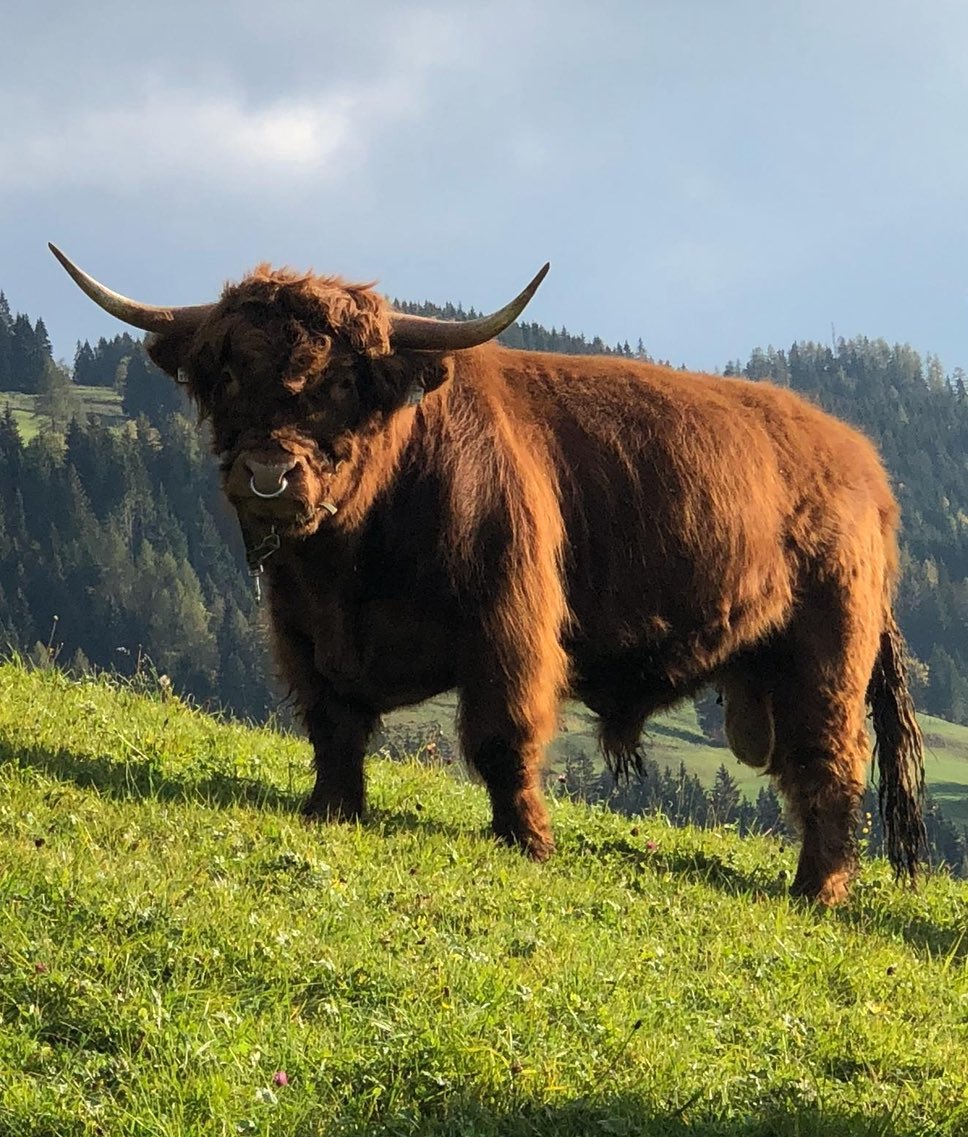 simonomix's tweet image. I asked my bull what his next goal in life was. 
He said that he will pump $BTC to 
$ 100.000

#Binance #BITCOIN #btc #Bullrun #Crypto