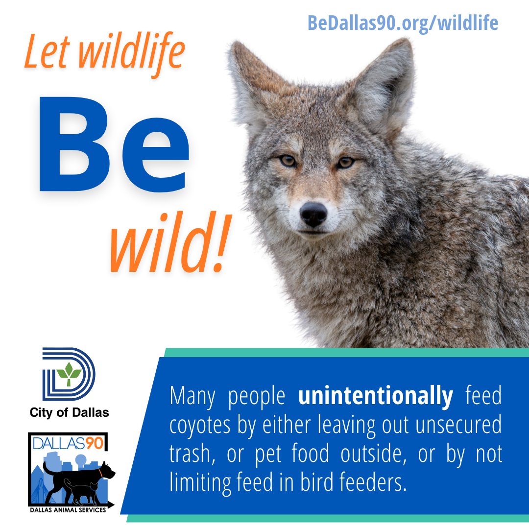 The easiest way to keep coyotes out of your yard is to not invite them to dinner!

Pet food and garbage left unattended outside is an easy meal opportunity. 

Learn more tips for excluding coyotes from your neighborhood at bedallas90.org/wildlife @cityofdallas