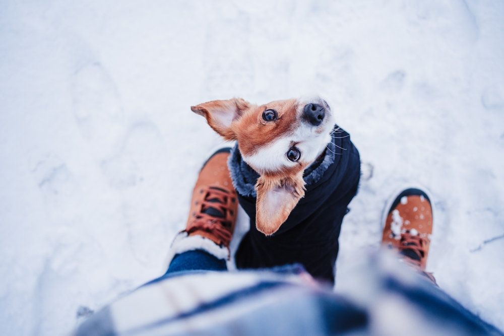 DarwinDogs's tweet photo. Join our free weekly packwalks at Bradley Wood Metroparks from 9-10am every Sundy for dog walking tips and tricks.

https://t.co/YFCAx4GlqC

#DogTraining #DogLife https://t.co/zE4u8bDoDM