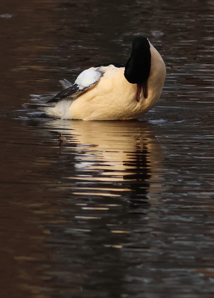 Ian Andrews (@ijandrews1) on Twitter photo 13 Nov. Musselburgh. Highlight was a Snow Bunting that flew W. Also 1 Golden Plover, 10 Slavonian Grebes, 28 Long-tailed Ducks. Goldeneye and Goosander on the river in town <a href="/birdinglothian/">Birding Lothian</a> 13 Nov. Musselburgh. Highlight was a Snow Bunting that flew W. Also 1 Golden Plover, 10 Slavonian Grebes, 28 Long-tailed Ducks. Goldeneye and Goosander on the river in town <a href="/birdinglothian/">Birding Lothian</a>