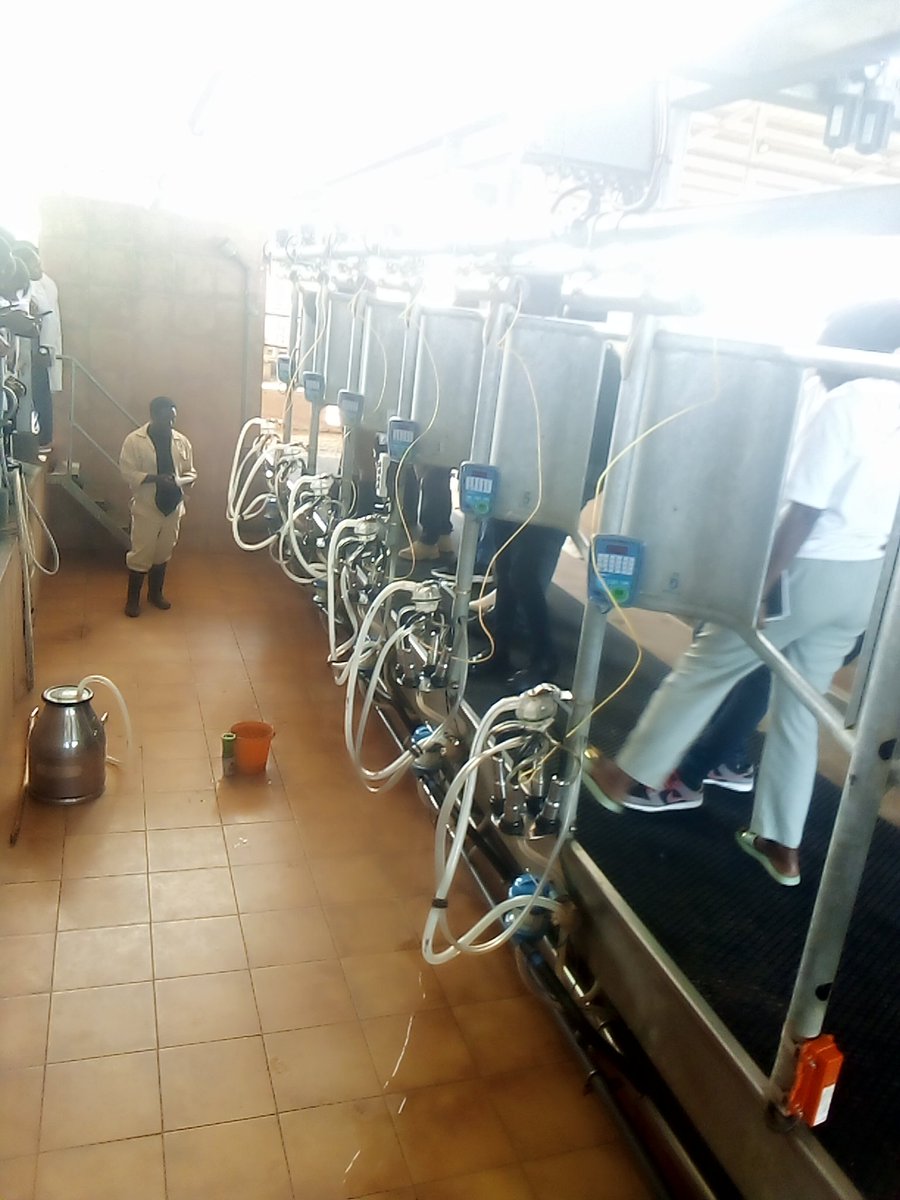 EugeneIradukund's tweet photo. Embrace innovation; a milking machine is not just an expense but a pathway to sustainable dairy farming.
#foodforall
#farmerwitheugene
#AgriInfluenceRw https://t.co/uqJdRu8hsi