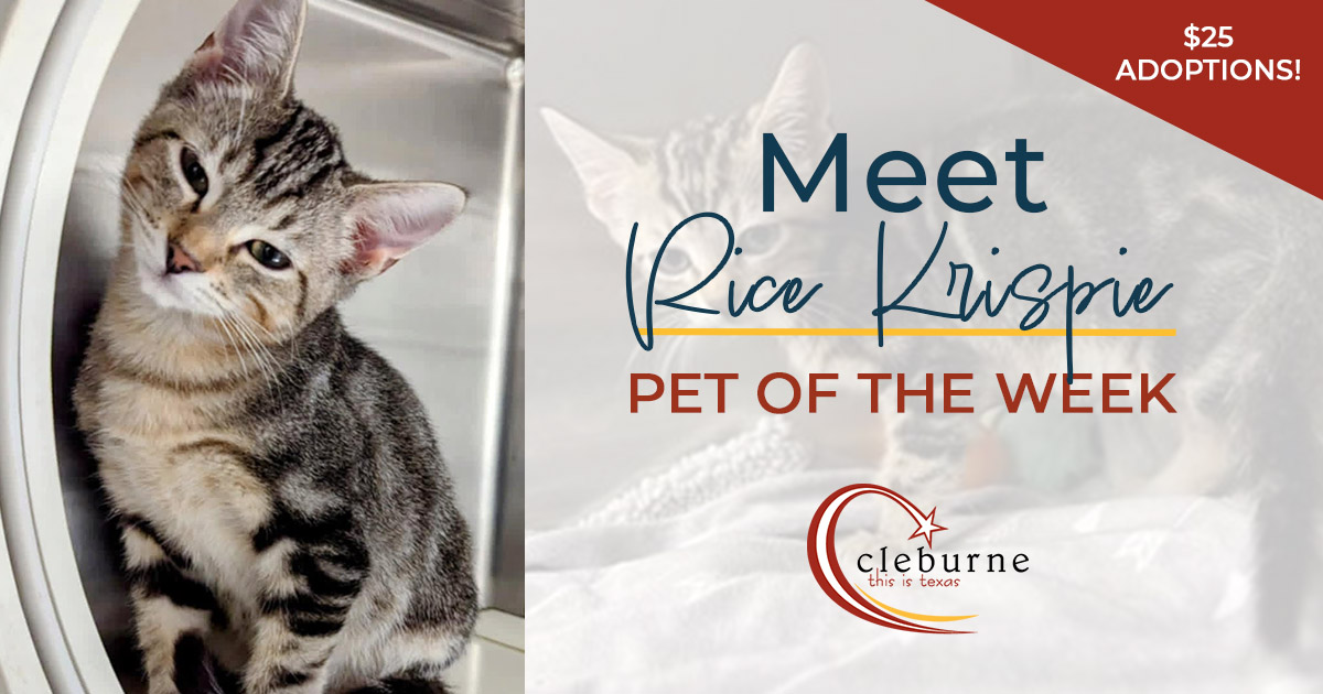 You can't get much sweeter than this kitty! Rice Krispie is ready to add some snap, crackle &amp; pop to your life. He's three months old &amp; looking for a family of his own. You can get more adoption information about him, or his sister Lucky Charm, at cleburne.net/petadoptions.