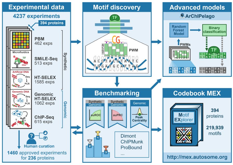 Gene Regulation tweet media