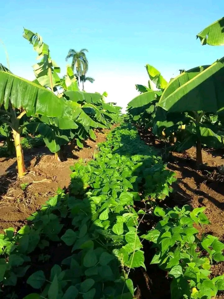 #AnapCuba En momentos difíciles que vive la patria demostremos que Si se puede, aplicar la ciencia, la innovación, la agroecologia, los productos naturales, la tracción animal y la sapiencia campesina #GenteQueSuma #UnidosPorCuba