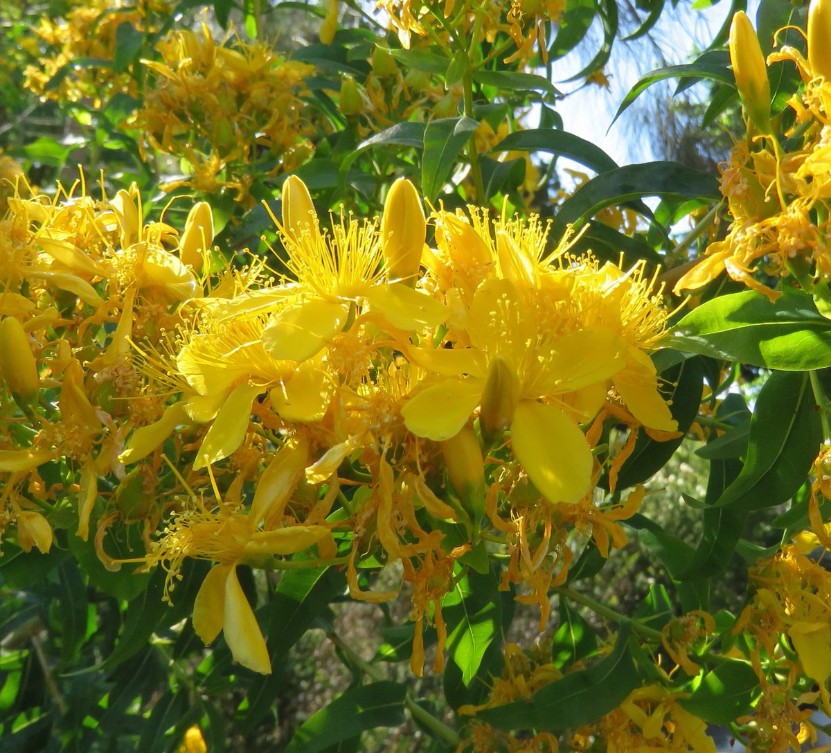 StuartWilliams_'s tweet image. Hypericum canariense (Canary Islands St. John's wort)
Naturalised in many regions including areas around Port Phillip and Westernport Bays such as Flinders, Black Rock, Elsternwick and Drysdale [Vicflora].
Thanks to @StephenGRyan for confirming the ID.

#Hypericum #Hypericaeae