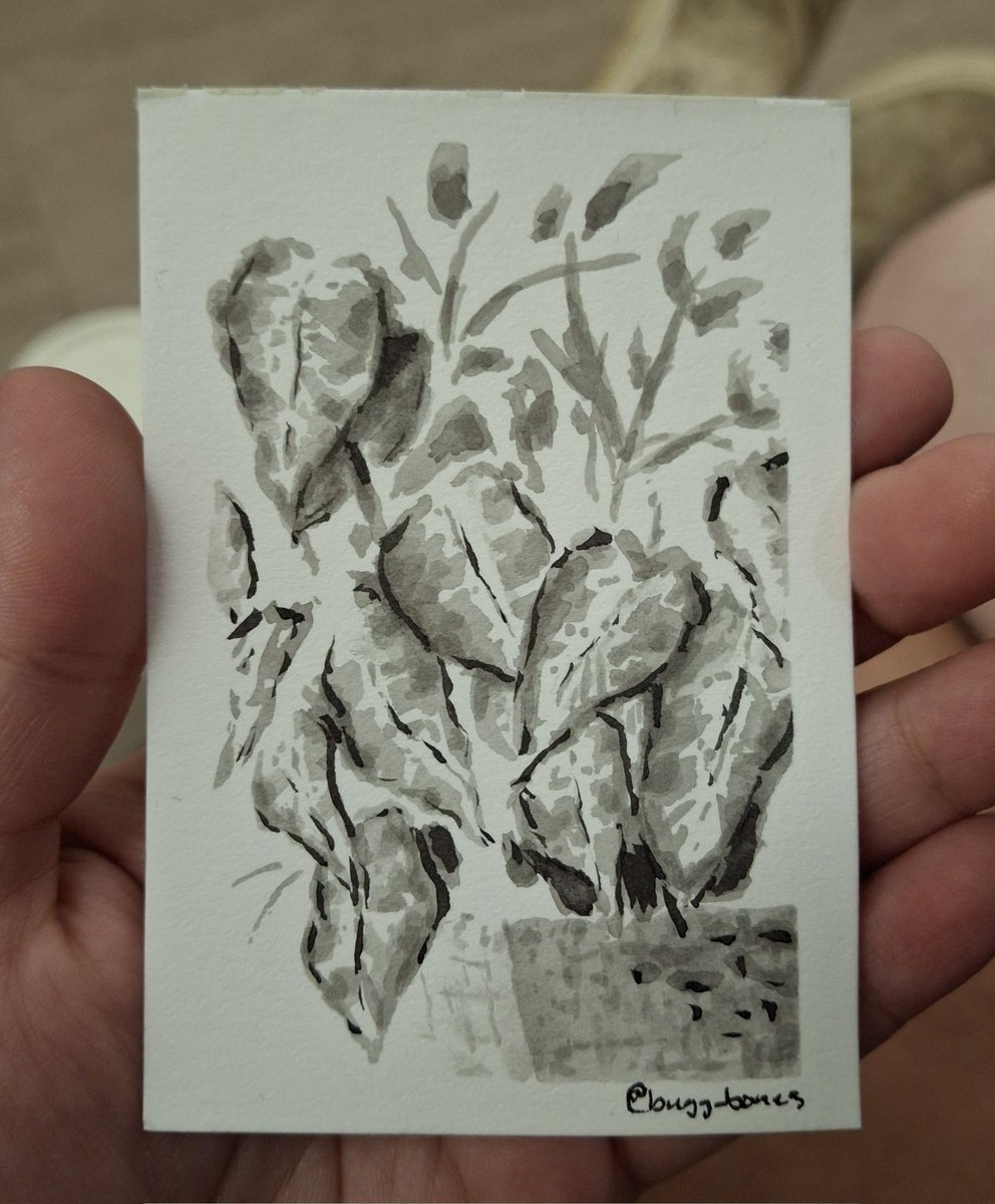 buggy_bones's tweet image. Lil plants