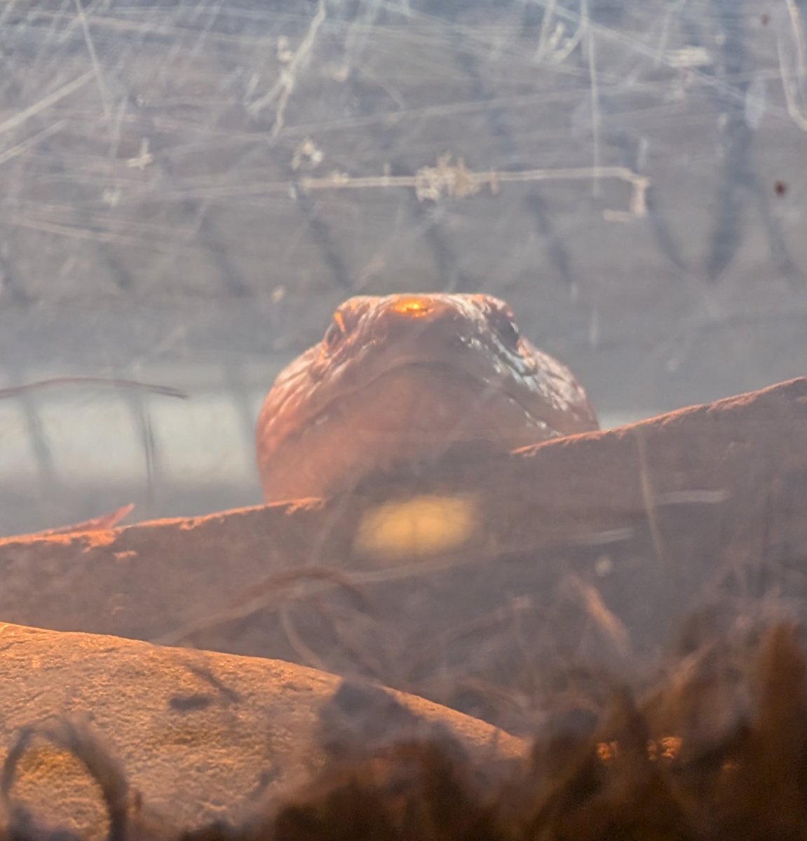 Official_Derptiles tweet media