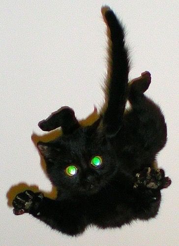 Black cats are not bad luck tweet media