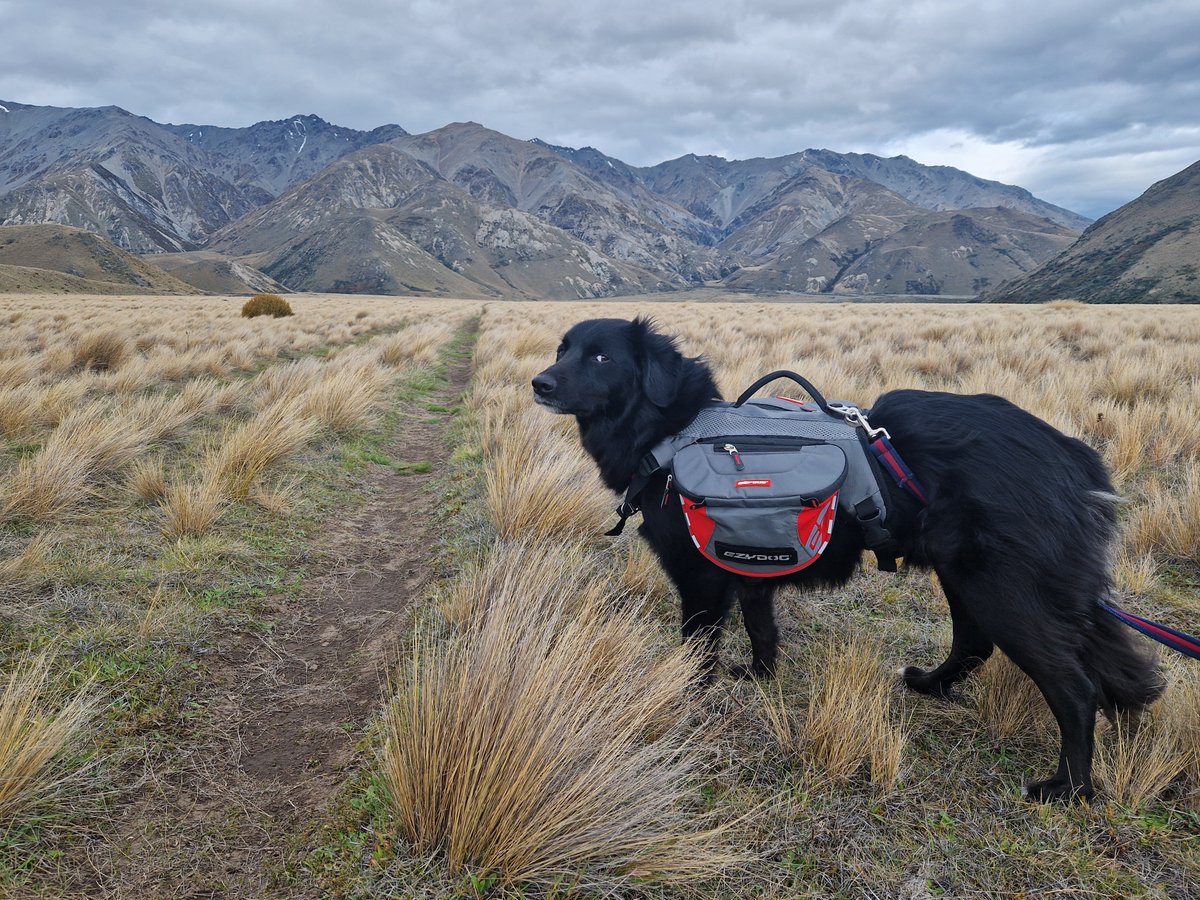 Thomas D. Bennett (@thomasdbennett) on Twitter photo To balance out the first tweet I have done in a while, which was work related, I inadvertently taught my dog to side eye on a hiking trip. I am enjoying life <a href="/UCNZ/">University of Canterbury</a> <a href="/UCNZ_PhysChem/">School Of Physical and Chemical Sciences @UC</a> immensely. To balance out the first tweet I have done in a while, which was work related, I inadvertently taught my dog to side eye on a hiking trip. I am enjoying life <a href="/UCNZ/">University of Canterbury</a> <a href="/UCNZ_PhysChem/">School Of Physical and Chemical Sciences @UC</a> immensely.