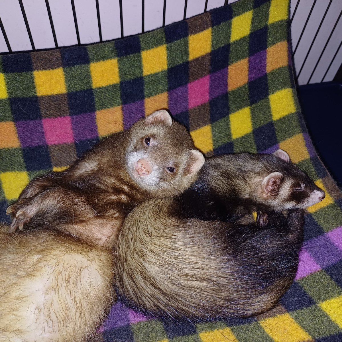 Everything's a bit shit right now, unless you're a Fergus in a nice cosy hammock.