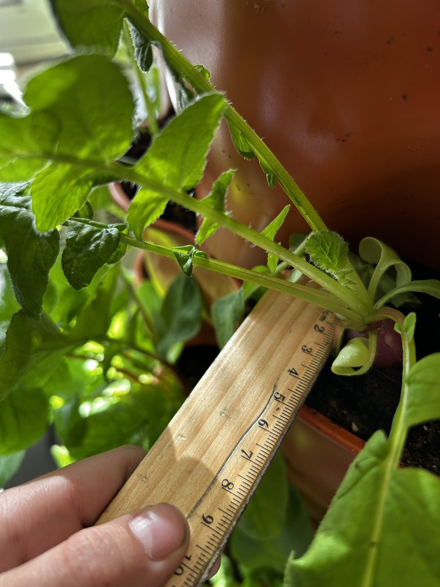 GRADE 4/5 tweet media