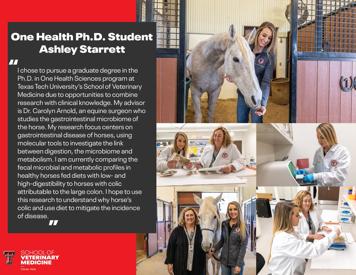 Why do horses colic? Can a horse’s diet have a preventative role?

One Health Ph.D. student Ashley Starrett is answering these questions.

She is working alongside RaiderVet Dr. Carolyn Arnold in studying gastrointestinal disease in horses and the role of diet.

Wreck ‘Em Ashley!